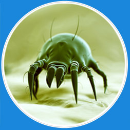 Bc4u-prevents-hazard-dust-mites1