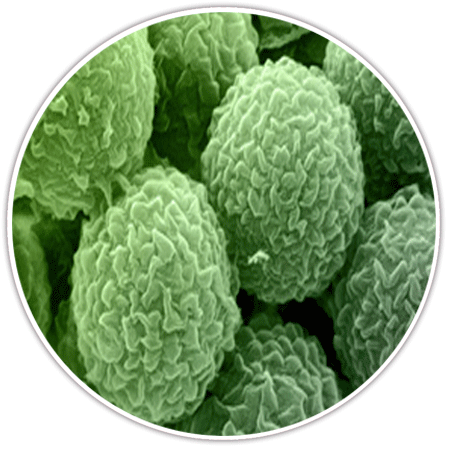 Bc4u-prevents-hazard-mold